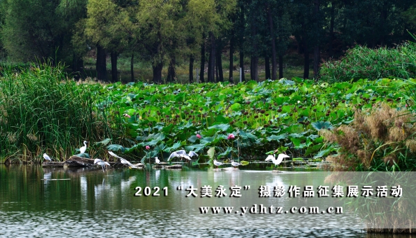 【大美永定】官廳水庫國家濕地公園成生態文旅熱土