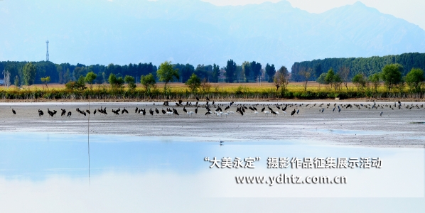 【大美永定】生態修復再現鳥類樂園