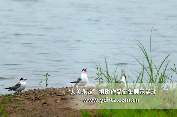 【大美永定】生態修復再現鳥類樂園