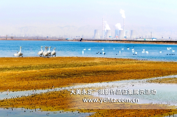 【大美永定】生態修復再現鳥類樂園