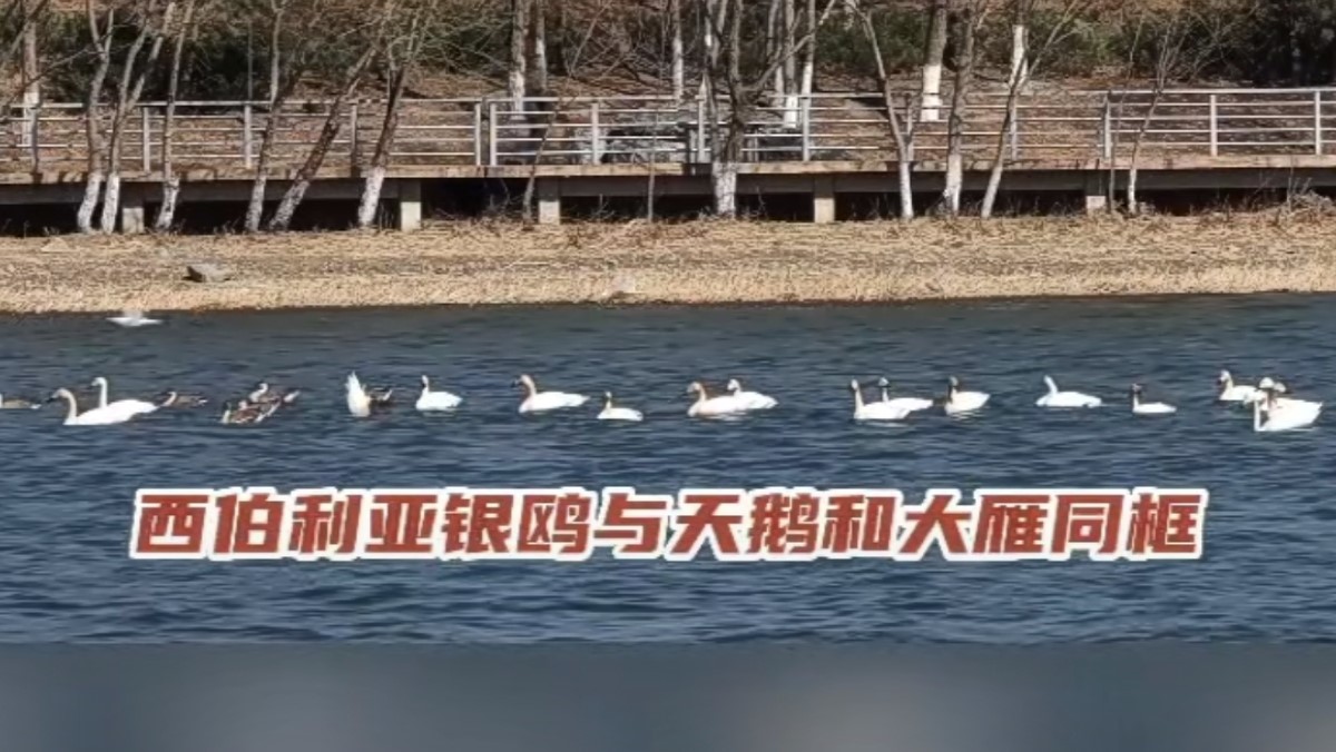 永定春來早  園林養護忙